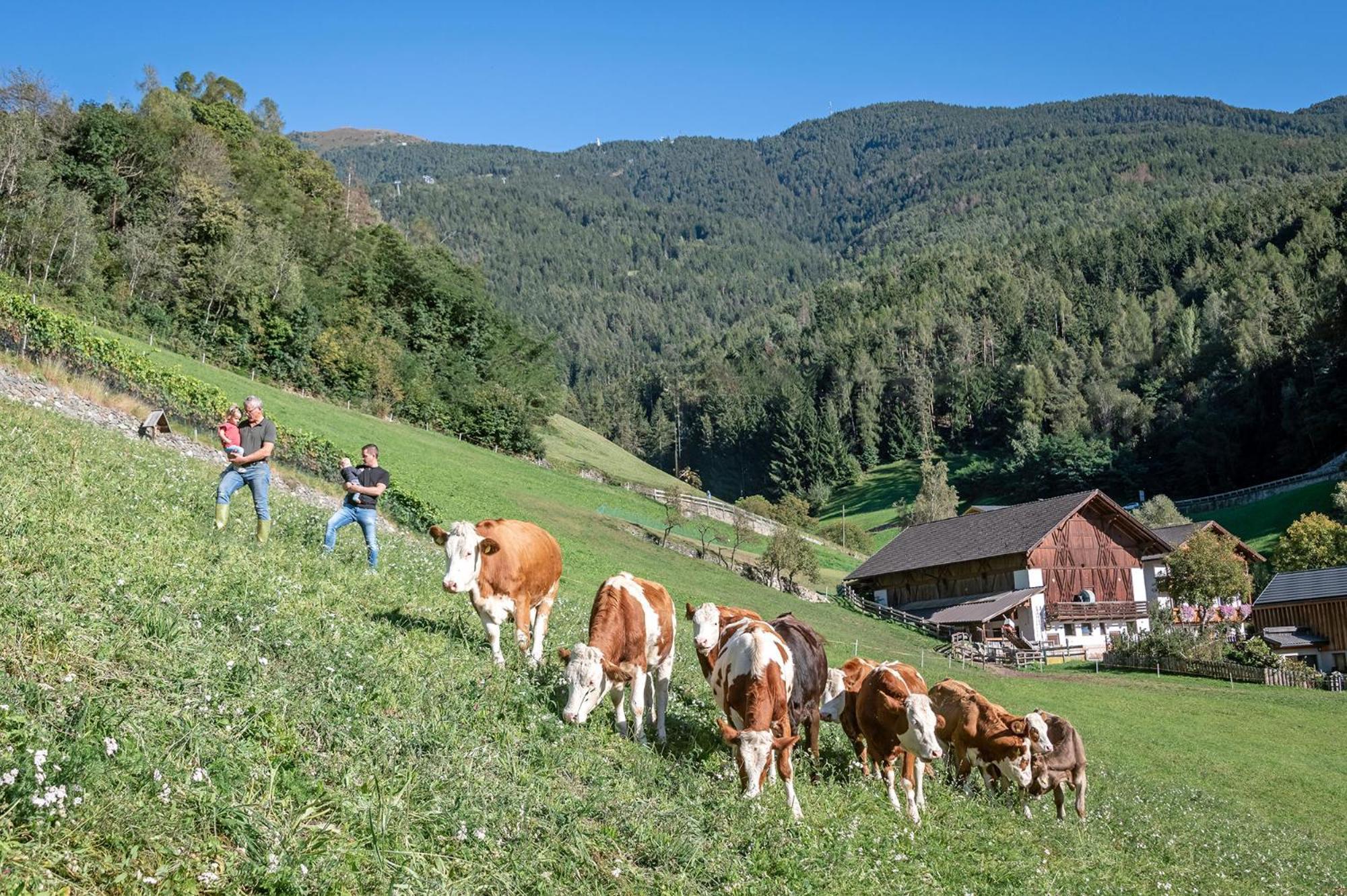 Niederthalerhof Chalets Brixen Exteriör bild
